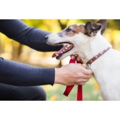 Hundegeschirr und Leine 160 cm Verstellbarer Gürtel 55-90