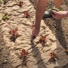 Toile de paillage 0.6x100m Biodégradable Anti-mauvaises herbes KZ