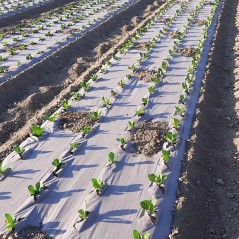 Tela de acolchado kraft 90cm x 20m Biodegradable Espesor 115g/m2 KZ