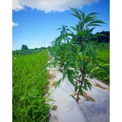 Tessuto pacciamante kraft 90cm x 20m Biodegradabile Spessore 115g/m2 KZ