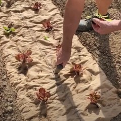 Tela de cobertura kraft 90cm x 20m Biodegradável Espessura 115g/m2 KZ