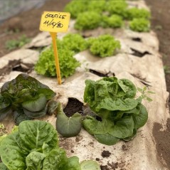 Zelf afbreekbaar papier tuinbedekking 0.9x20m onkruidwerend