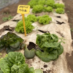 Toile de Paillage Biodegradable KZ GARDEN 0.4x100m