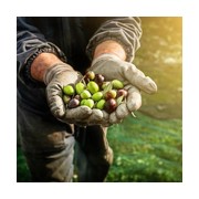 Macchina per produzione di olio d'oliva