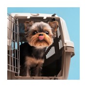 Accesorio transporte animal